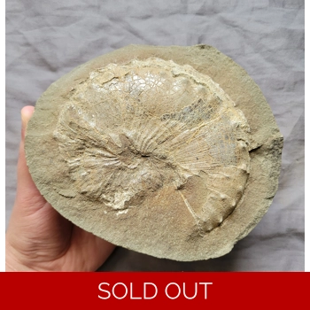 Rare Large Scaphit..