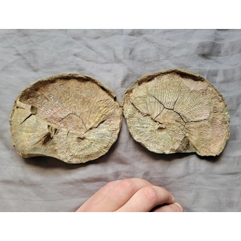 Very Rare Gem Scap..