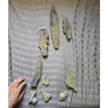 Very Rare Tylosaur..