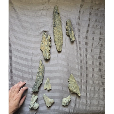 Very Rare Tylosaurus Mosasaur Partial Fossil Skull Reptile Dinosaur Bones Texas Very Rare Tylosaurus Mosasaur Partial Fossil Skull Reptile Dinosaur Bones Texas
