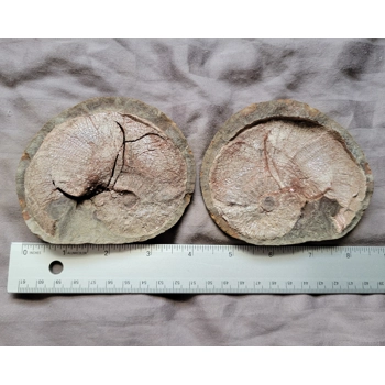 Very Rare Gem Scap..