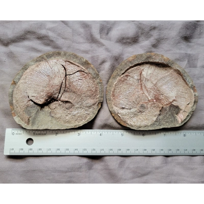 Very Rare Gem Scaphites Fossil Shell Ammonite From South Dakota From a Unique Site