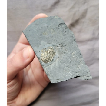 Rare Pyritizied Gold Bivalve..