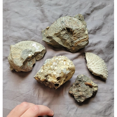 Rare Scaphites Fossil Shells Ammonite South Dakota Sampler Lot