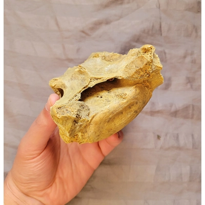 Ultra Rare Giant American Lion Vertebra Bone Mammal Cat Fossil From The Ice Age Florida