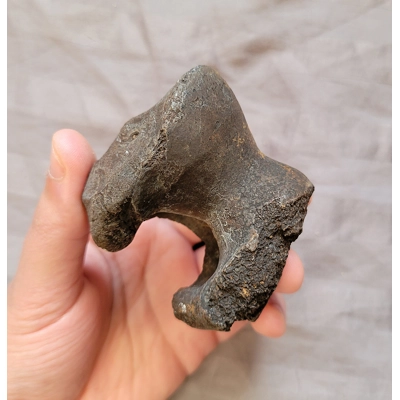 Ultra Rare Giant American Lion Leg Bone End Mammal Cat Fossil From The Ice Age Florida