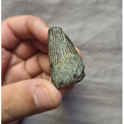 Ultra Rare Thick Pliosaur Tooth Fossil From The Uk Sea Tyrannosaurus Rex T-Rex