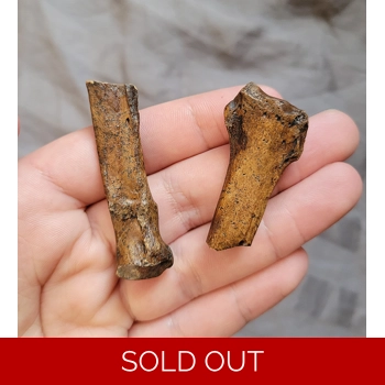 Very Rare Bear Dog..