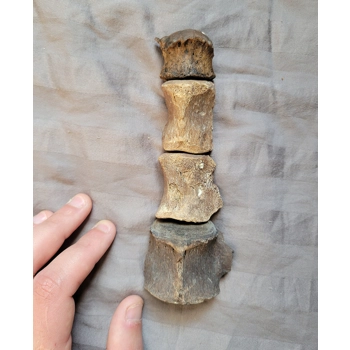 Very Rare Bear Dog..