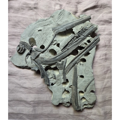 Ultra Rare Ichthyosaurus Skull Fossil Plate From The Uk Jurassic Sea Ultra Rare Ichthyosaurus Skull Fossil Plate From The Uk Jurassic Sea