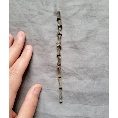 Very Rare Bear Dog Partial Tail Vertebra Bone Set Mammal Fossil From Florida