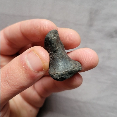 Very Rare Giant Bear Dog Paw Digit Bone Fossil Mammal From Florida