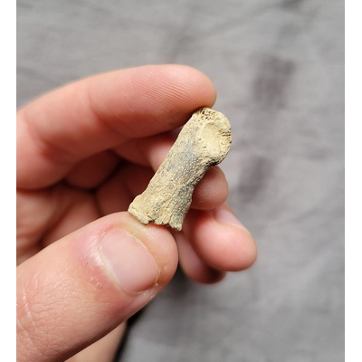 Very Rare Bear Dog Toe Digit Bone Fossil Mammal From Florida
