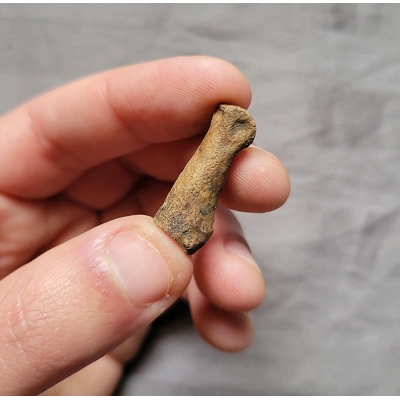 Very Rare Bear Dog Toe Digit Bone Fossil Mammal From Florida