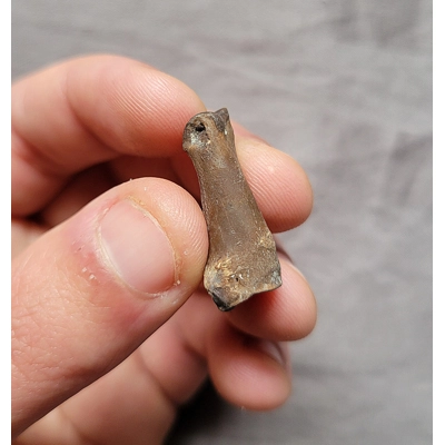 Very Rare Bear Dog Toe Digit Bone Fossil Mammal From Florida