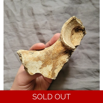 Ultra Rare Giant A..