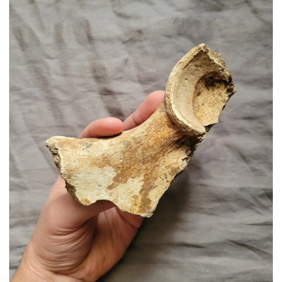 Ultra Rare Giant American Lion Hip Bone Mammal Cat Fossil From The Ice Age Florida Ultra Rare Giant American Lion Hip Bone Mammal Cat Fossil From The Ice Age Florida