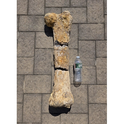 Insane Rare Giant CRYSTAL Hadrosaurus Femur Dinosaur Bone Fossil From Texas Insane Rare Giant CRYSTAL Hadrosaurus Femur Dinosaur Bone Fossil From Texas