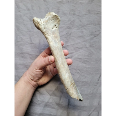 Ultra Rare Giant American Lion Leg Bone Mammal Cat Fossil Ice Age Of Florida