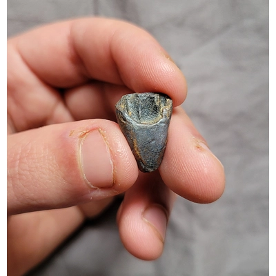 Triceratops Horridus Fossil Dinosaur Shed Tooth From The Lance Formation of Wyoming