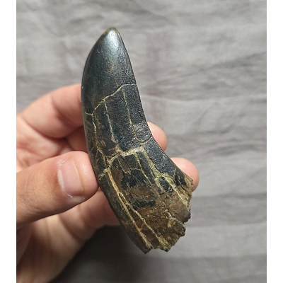 Very Rare Huge Daspletosaurus Tooth Fossil From Tyrannosaurus Rex T-Rex Ancstr Very Rare Huge Daspletosaurus Tooth Fossil From Tyrannosaurus Rex T-Rex Ancstr
