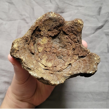 Rare Huge Pliosaur Sp Verteb..