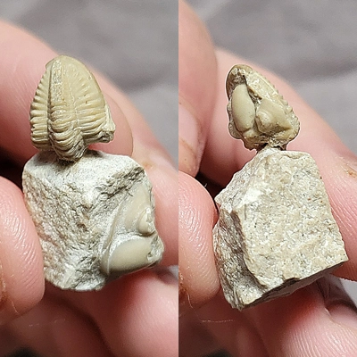 Very Rare Enrolled Paladin Trilobite Fossil From The Carboniferous Of Russia
