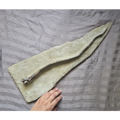 Ultra Rare Iconic Museum Quality Dimetrodon Sail Spine Bone Fossil Permian