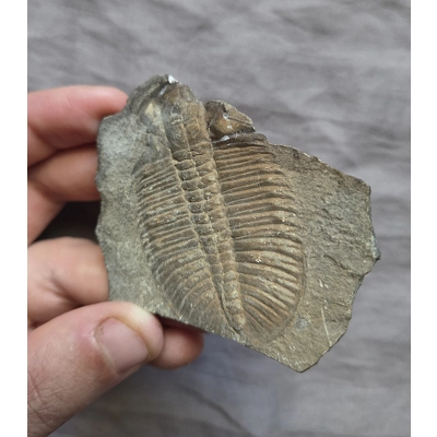 Ultra Rare Burgess Shale Ogygopsius Trilobite Fossil Cambrian Canada Ultra Rare Burgess Shale Ogygopsius Trilobite Fossil Cambrian Canada