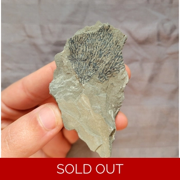 Rare Graptolite Fo..