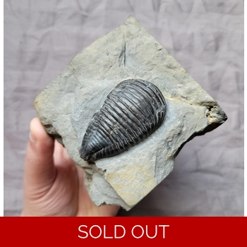 Rare Museum Qualit..