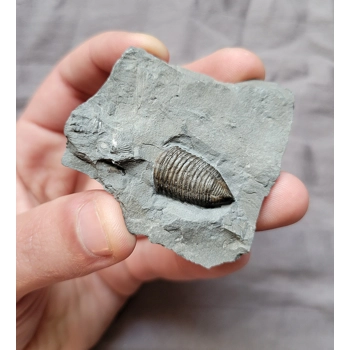 Rare Quality Juven..