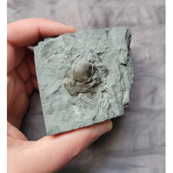 Very Rare Arctinur..