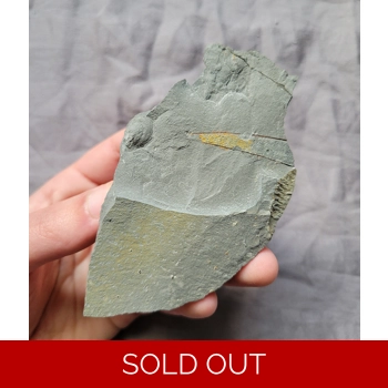 Rare Sphenothallus..