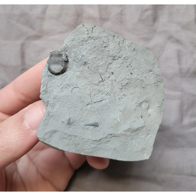 Rare Bumastus Ioxis Trilobite Fossil Rochester Shale New York