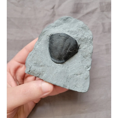 Rare Quality Dipleura Fossil Trilobite Tail Windom Shale New York