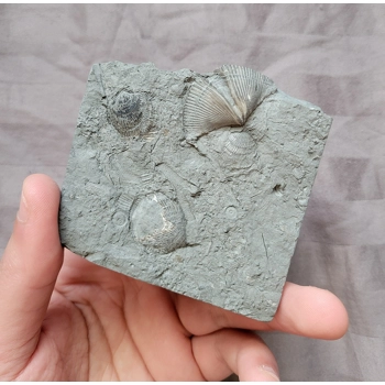 Rare Brachiopod Fo..