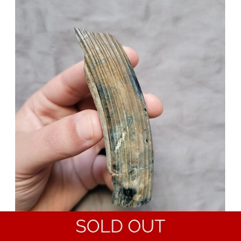 Rare Unique Color ..