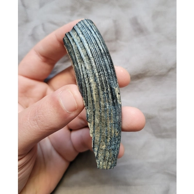 Rare Unique Color Giant Beaver Huge Mammal Tooth Fossil Ice Age Of Florida