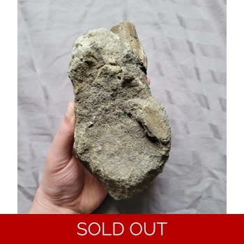 Ultra Rare Stegosa..