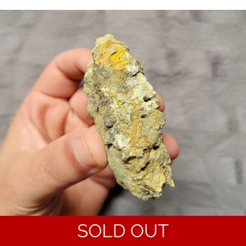 Rare Tyrannosaurus..