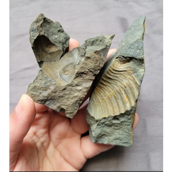 Rare Dipleura Foss..