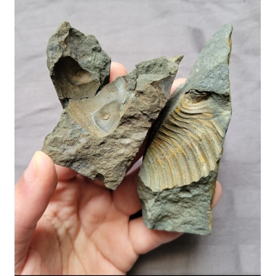 Rare Dipleura Fossil Trilobite Pieces  Devonian of Sangerfield New York