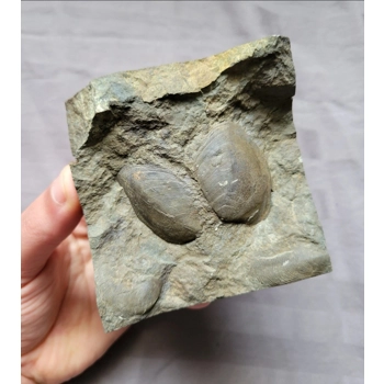 Rare Brachiopod Se..