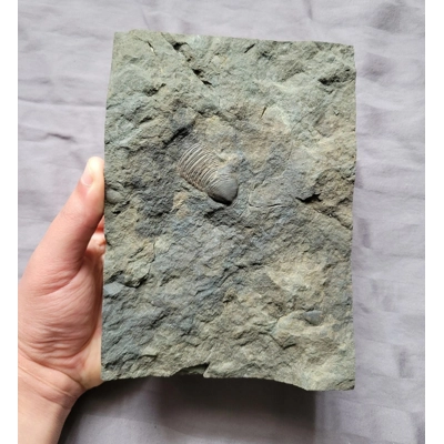 Rare Dipleura Fossil Trilobite  Devonian of Sangerfield New York