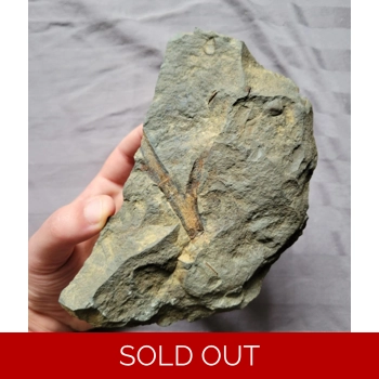 Rare Plant Wood Ar..