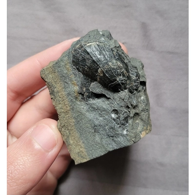 Rare Brachiopod Cornellites Sea Shell Fossil Devonian of Sangerfield New York