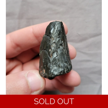 Rare Huge Tylosaur..