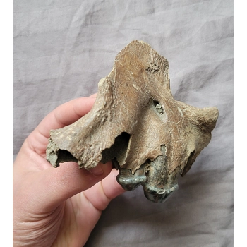 Very Rare Huge Cav..