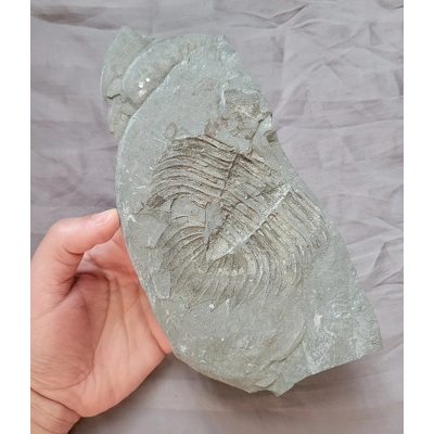 Very Rare Arctinurus Boltoni Trilobite Fossil Rochester Shale New York